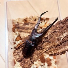 メタリフェルホソアカクワガタ　ブルー　♂単の画像