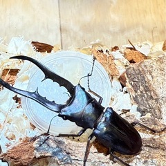 メタリフェルホソアカクワガタ　ブルー　♂単の画像
