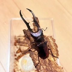 メタリフェルホソアカクワガタ　ブルー　♂単の画像