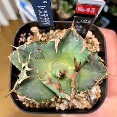 アガベ【緑犀牛】小株🍀ロゼット展開開始の画像