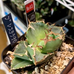 アガベ【緑犀牛】小株🍀ロゼット展開開始の画像