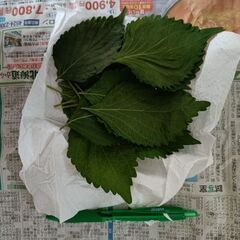 野菜いかがでしょうか？の画像