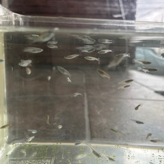 メダカの画像