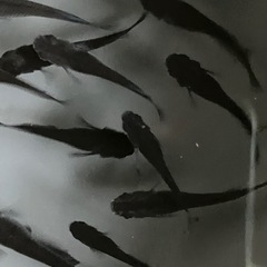 メダカ　オロチ　10匹の画像