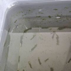 メダカの画像