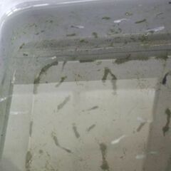 メダカの画像