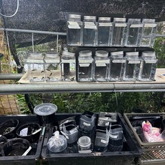 メダカ無人販売の画像