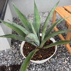 アガベ　リュウゼツラン　植木　植物　鉢の画像