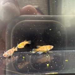 🐟金閣の画像