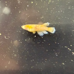 🐟金閣の画像