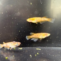 🐟金閣の画像