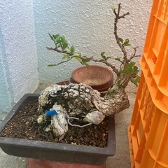 ハリツルマサキ　マッコウ　盆栽の画像