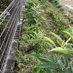 ビワ　1株🌱➕マーリーゴールド苗🌱2.3株の画像
