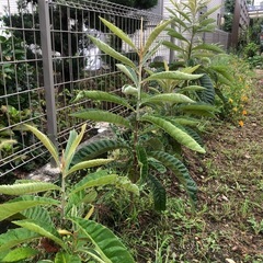 ビワ　1株🌱➕マーリーゴールド苗🌱2.3株の画像