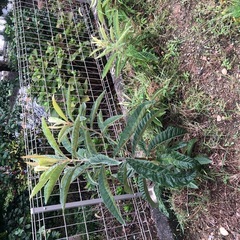 ビワ　1株🌱➕マーリーゴールド苗🌱2.3株の画像