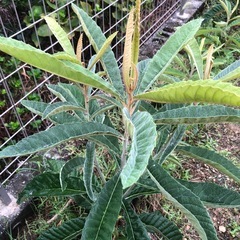 ビワ　1株🌱➕マーリーゴールド苗🌱2.3株の画像