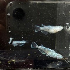 〈現物出品〉カーバンクルブルー　♂1雌2トリオセット　大川系大粒カガミ鱗　〈種親クラス〉の画像
