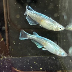 〈現物出品〉カーバンクルブルー　♂1雌2トリオセット　大川系大粒カガミ鱗　〈種親クラス〉の画像