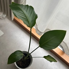 ストレリチアニコライ(オーガスタ) 草丈60cmの画像