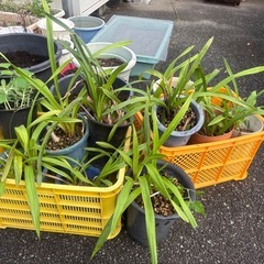 蘭の鉢植え　
全部の画像