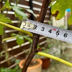 いちじく　ロングドゥート　穂木の画像