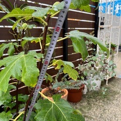 いちじく　ロングドゥート　穂木の画像