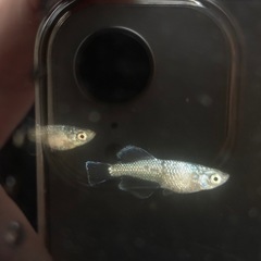 〈現物出品〉クラウドグレー×MDF （ホワイトタイプ）5匹セット♂2（ヒカリ体型）♀3 〈オススメ品‼︎〉の画像