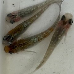 夜桜(針子抜)稚魚10匹の画像