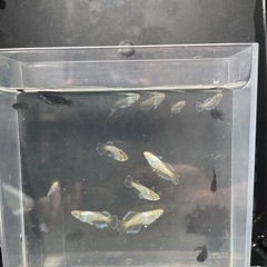 黝輝、光紬ミックスめだか　メダカ　画像の全ての画像