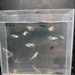 黝輝、光紬ミックスめだか　メダカ　画像の全ての画像
