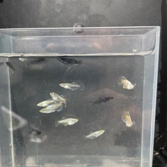 黝輝、光紬ミックスめだか　メダカ　画像の全ての画像