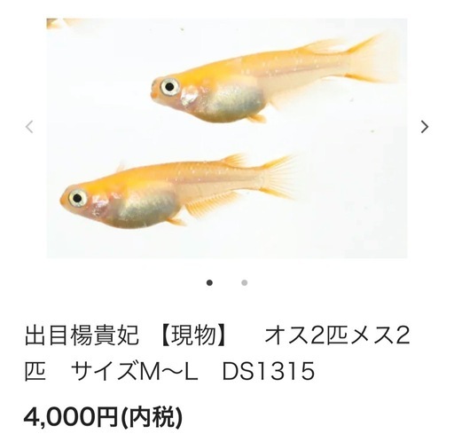 No.2 メダカ鉢にコマユミその他の寄せ植え