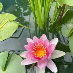 ミックスメダカ　No.30の画像