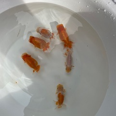🐟🔥残り６匹ランチュウ🔥🐟の画像