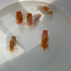 🐟🔥残り６匹ランチュウ🔥🐟の画像