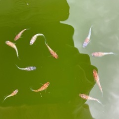 【ククナ】無選別1ペア⑤の画像