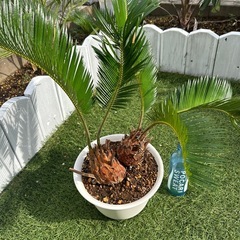 そてつ　観葉植物🌱二股の画像
