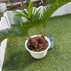 そてつ　観葉植物🌱二股の画像