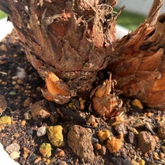 そてつ　観葉植物🌱二股の画像