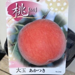 桃　12号鉢　2〜3年生苗 ［大玉あかつき］の画像