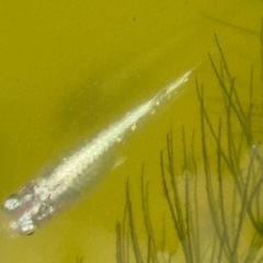 ブルースターダスト(針子抜)稚魚10匹の画像