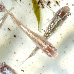 ブルースターダスト(針子抜)稚魚10匹の画像
