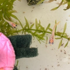 (出目)パンダ　針子抜　稚魚15匹の画像