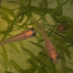 (出目)パンダ　針子抜　稚魚15匹の画像