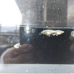 メダカ　【マリアージュ】　　4ペア　　1000円の画像