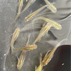 ほぼ黒メダカ１０匹+水草オマケ
の画像
