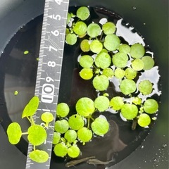 ほぼ黒メダカ１０匹+水草オマケ
の画像