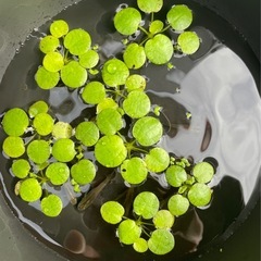 ほぼ黒メダカ１０匹+水草オマケ
の画像
