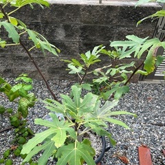 果樹　いちじく 13号鉢 　3〜4年生苗［バナーネ、ロングドゥート］の画像
