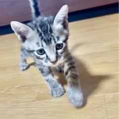 推定8月9日前後に生まれた子猫達
